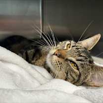 Thumbnail photo of Sushi #1