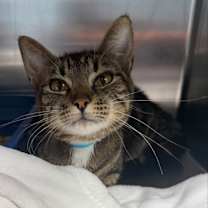 Thumbnail photo of Sushi #3