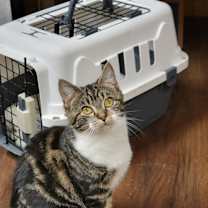 Thumbnail photo of Sandy #2