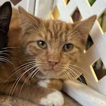 Thumbnail photo of Cheddar #1