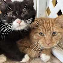 Thumbnail photo of Cheddar #2