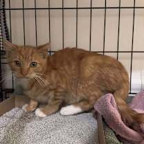 Thumbnail photo of Cheddar #3