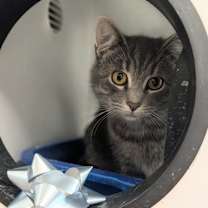 Thumbnail photo of Fettuccine  #1