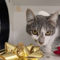 Thumbnail photo of Penne #1