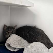 Thumbnail photo of Fettuccine  #3