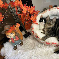 Thumbnail photo of Chicory & Cosmo #1