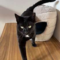 Thumbnail photo of Mr. Bates #2