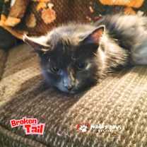 Thumbnail photo of Broken Tail #1