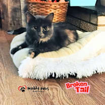 Thumbnail photo of Broken Tail #3