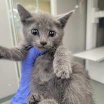 Thumbnail photo of Peach Pie #2