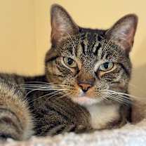 Thumbnail photo of NELLA #1