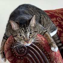 Thumbnail photo of NELLA #3