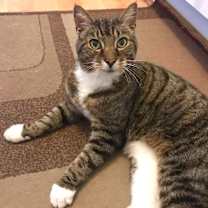 Thumbnail photo of NELLA #4