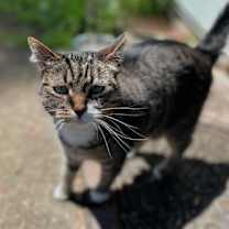 Thumbnail photo of Cora #1