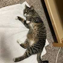 Thumbnail photo of Cora #2