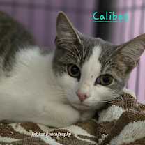 Thumbnail photo of Calibos #2