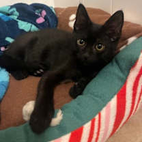 Thumbnail photo of Ash 4935 #1