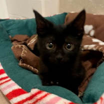 Thumbnail photo of Ash 4935 #2