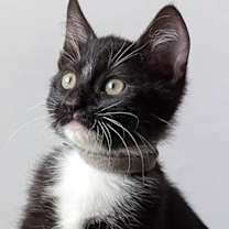 Thumbnail photo of Cairo 4931 #1