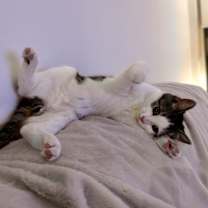 Thumbnail photo of Elvis #3