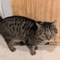 Thumbnail photo of Junior (Teddy Bear!) #3