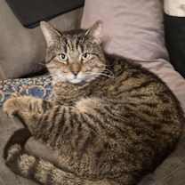 Thumbnail photo of Junior (Teddy Bear!) #4