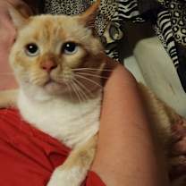 Thumbnail photo of Freya #2