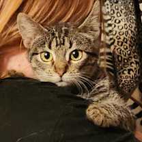 Thumbnail photo of Dino nugget #2