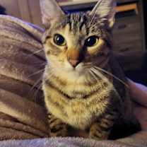 Thumbnail photo of Tiffy #1