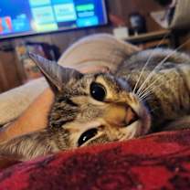 Thumbnail photo of Tiffy #2