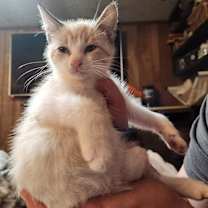 Thumbnail photo of Domino #1