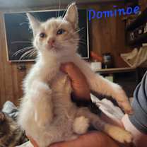 Thumbnail photo of Domino #2