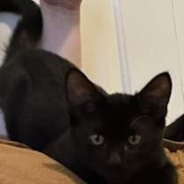 Thumbnail photo of Valor #3