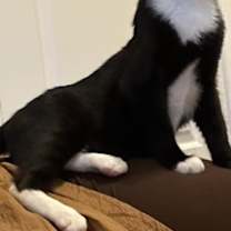 Thumbnail photo of Justice #2