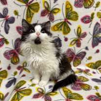 Thumbnail photo of Newt #2