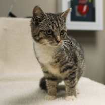 Thumbnail photo of Cookie #1