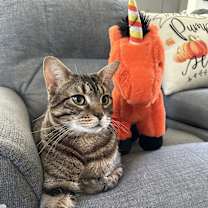 Thumbnail photo of Tigger #2