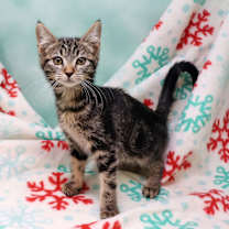 Thumbnail photo of Jamila #3