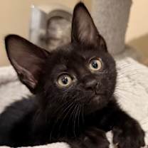 Thumbnail photo of Mashed Potatoes #1