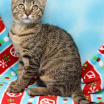 Thumbnail photo of Noelle #3