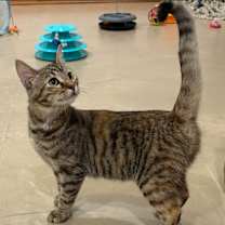 Thumbnail photo of Mini Spice #1