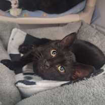 Thumbnail photo of Odean #1