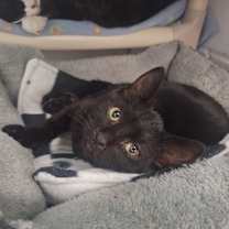 Thumbnail photo of Odean #2