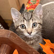 Thumbnail photo of Kali #3