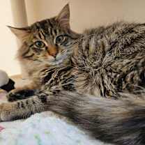 Thumbnail photo of Jovie #1