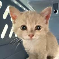 Thumbnail photo of Lizard #1