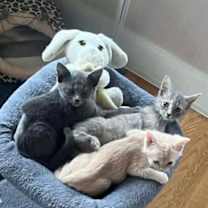 Thumbnail photo of Turtle #2