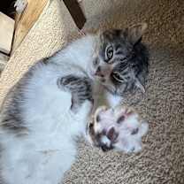 Thumbnail photo of Peabody #2