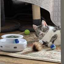 Thumbnail photo of Peabody #3