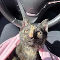 Thumbnail photo of Hazel (2) foster kitten #3